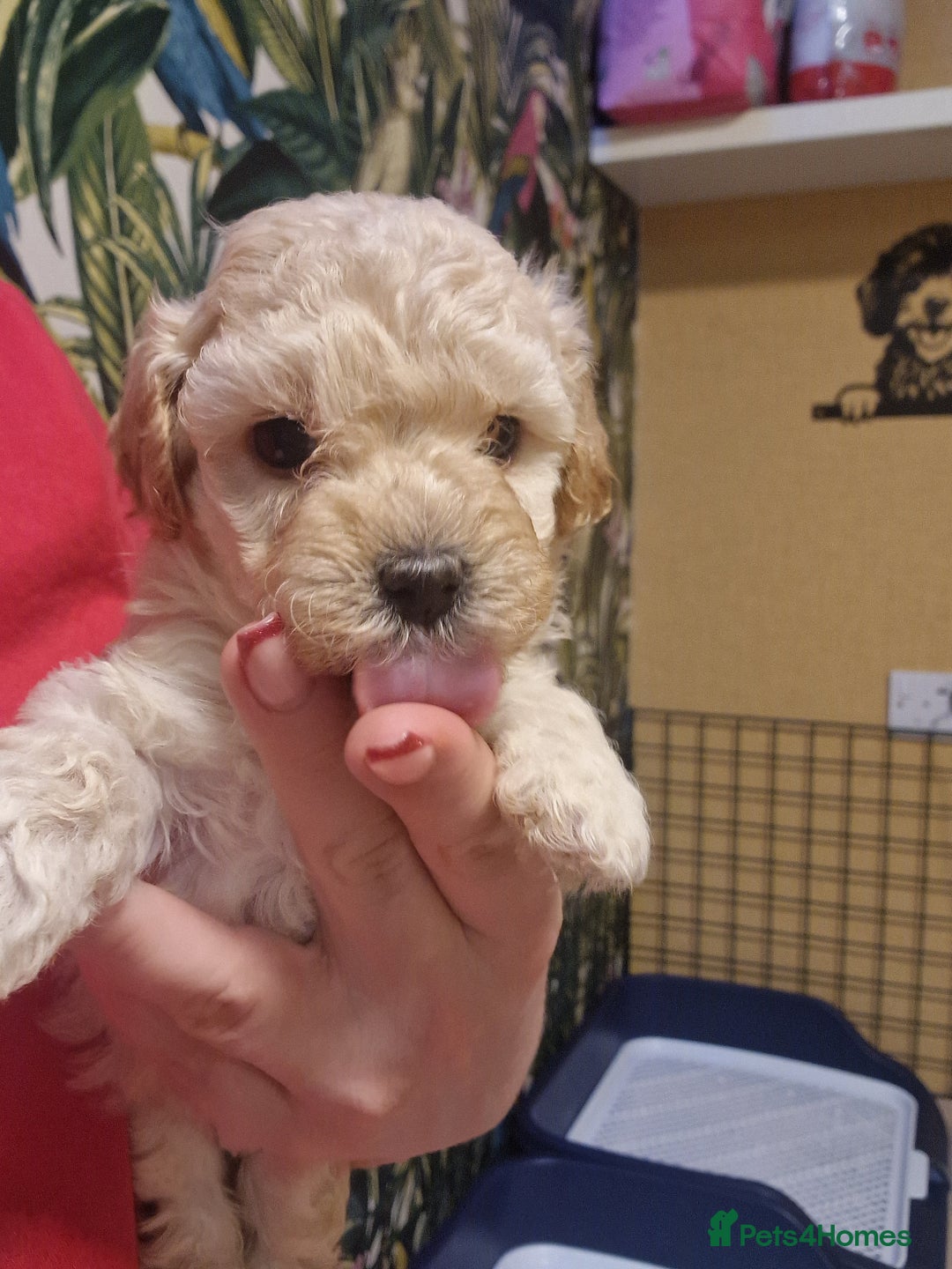 Maltipoo dogs for sale: Maltipoo  - Advert 15