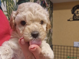 Maltipoo dogs Maltipoo - Advert 1