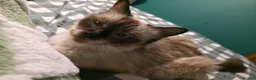 Siamese cats for sale: Gorgeous siamese x maine coone litter - Advert 21