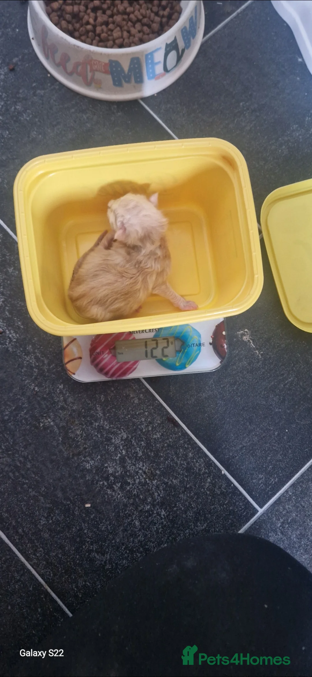 Ragcoon cats for sale: Ragcoon baby's  - Advert 2
