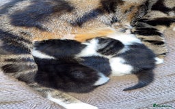 Bengal cats for sale: 3 beautiful bengals mixed with Khao Manee - Image 2