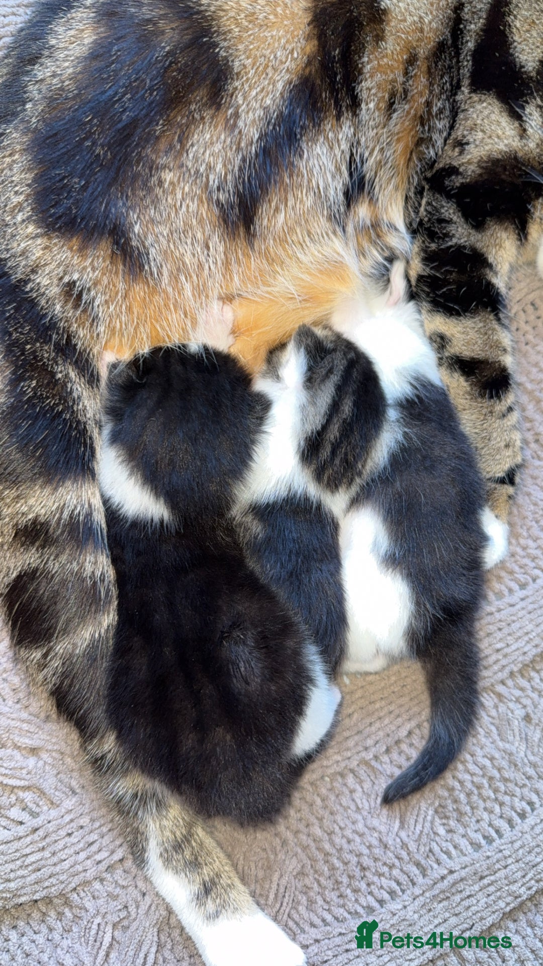 Bengal cats for sale: 3 beautiful bengals mixed with Khao Manee - Image 2