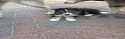 Siberian Husky dogs for sale: Puppies ready to go in London - Advert 2