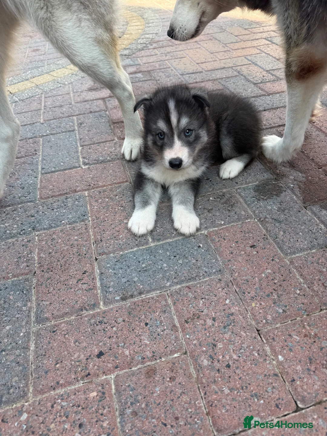 Siberian Husky dogs for sale: Puppies ready to go in London - Advert 2
