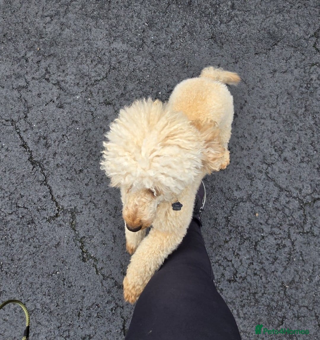 Miniature Poodle dogs for sale: MINIATURE-TOY POODLE PUPPIES AVAILABLE  - Image 8