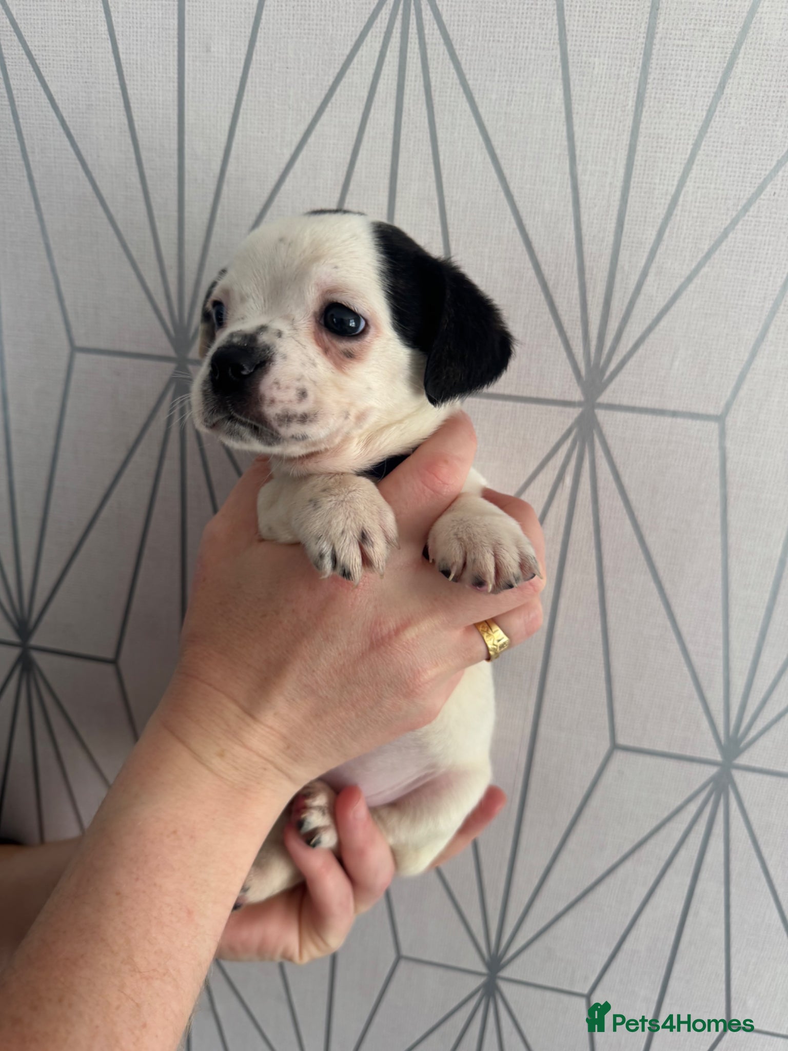 Mixed Breed dogs for sale: Bulldog x Chihuahua - Advert 3