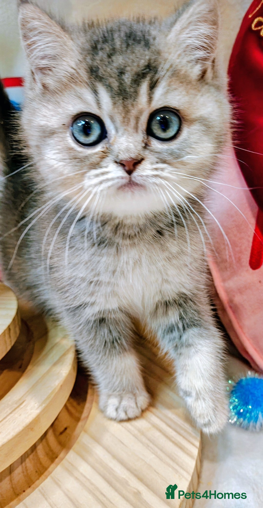 British Shorthair cats for sale: Blue golden girl Tica registered  - Advert 10