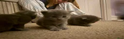 Ragdoll cats for sale: Ragdoll/Nebelung kittens - Advert 8