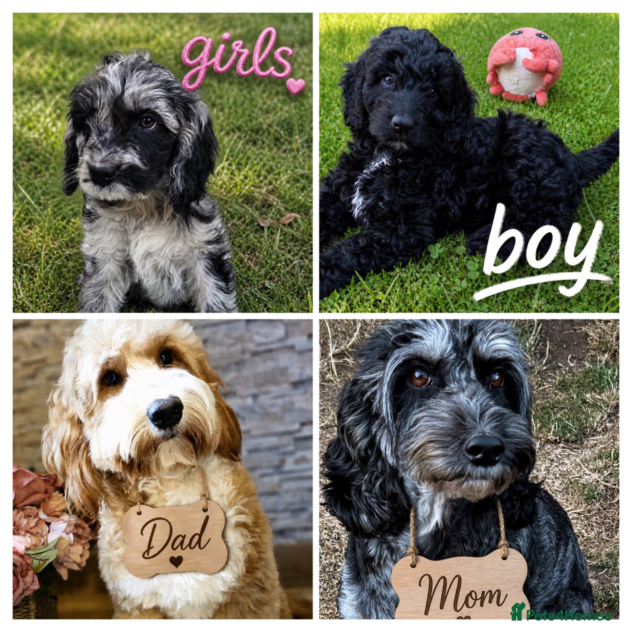 Australian Labradoodle dogs beautiful boy ready for a new home - Advert 4