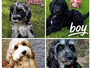 Australian Labradoodle dogs beautiful boy ready for a new home - Advert 7