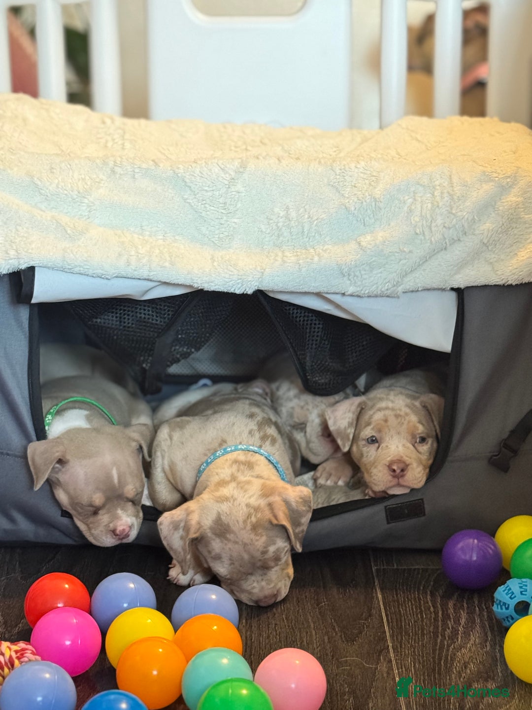 American Bully dogs for sale: FEMALE POCKET BULLY AVAILABLE🤩🏡🩷 - Image 6