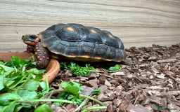 Tortoise reptiles for sale: Two beautiful redfoots - Image 2
