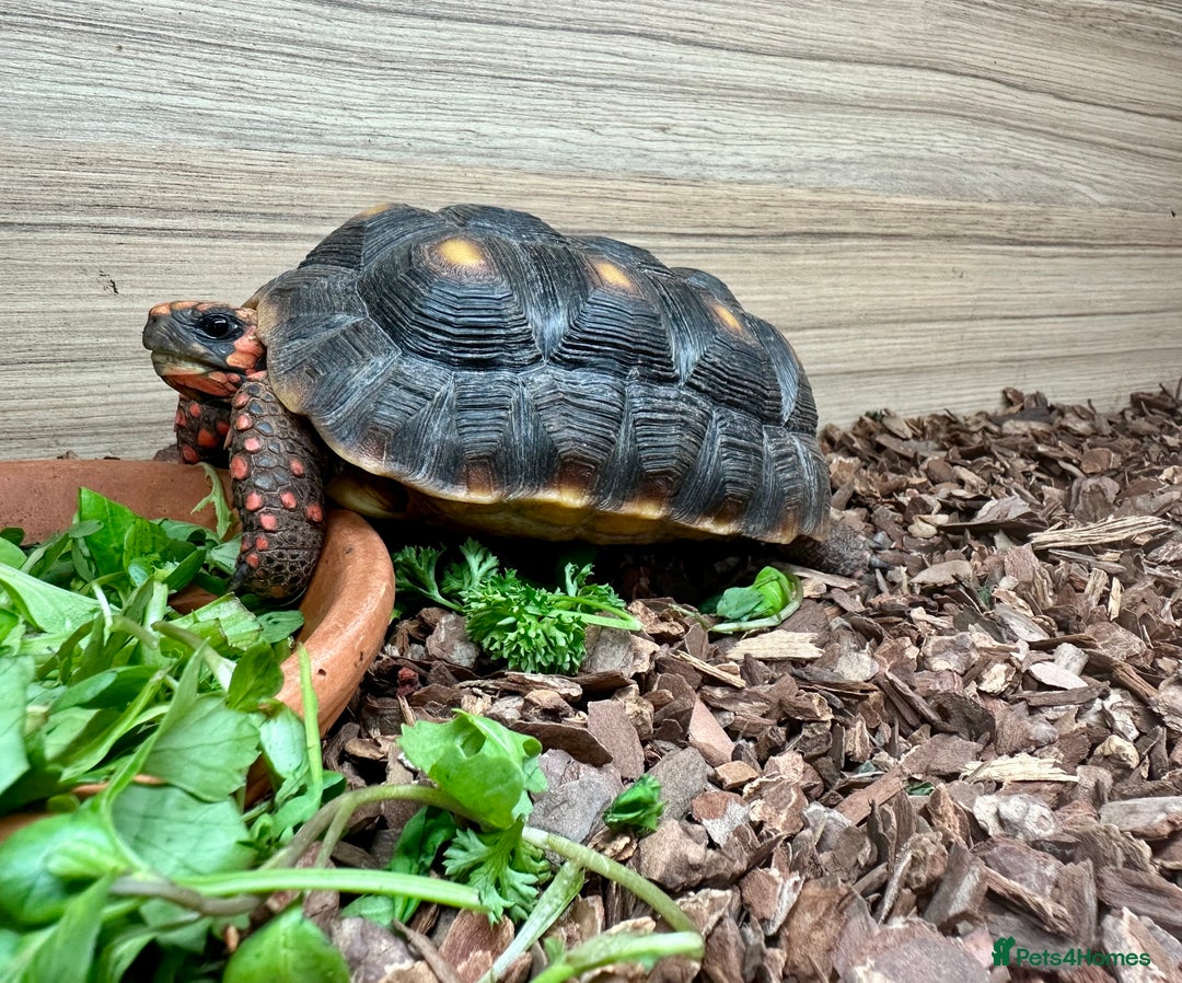 Tortoise reptiles for sale: Two beautiful redfoots - Image 2