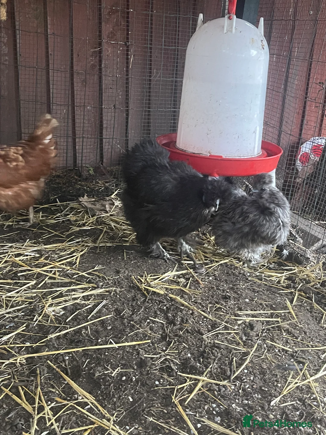 Chickens poultry for sale: Silkies in Birmingham - Advert 2