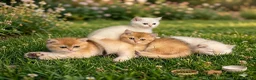 British Shorthair cats for sale: 🌟3 Adorable Golden BSH kittens left 🌟 - Advert 4