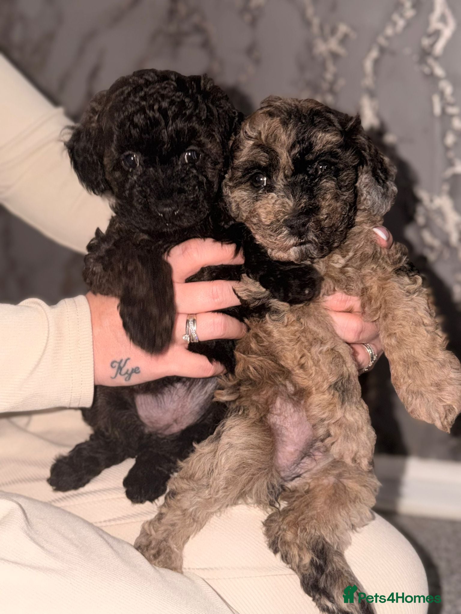 Maltipoo dogs Stunning miniature Maltipoo Puppies - Advert 6