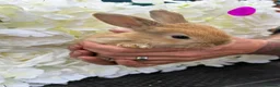 Continental Giant rabbits for sale: READY NOW.. 1 Beautiful Giant Doe left - Advert 5
