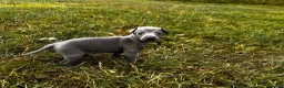 Italian Greyhound dogs for sale: KC Registered Italian Greyhounds Puppies - Advert 7