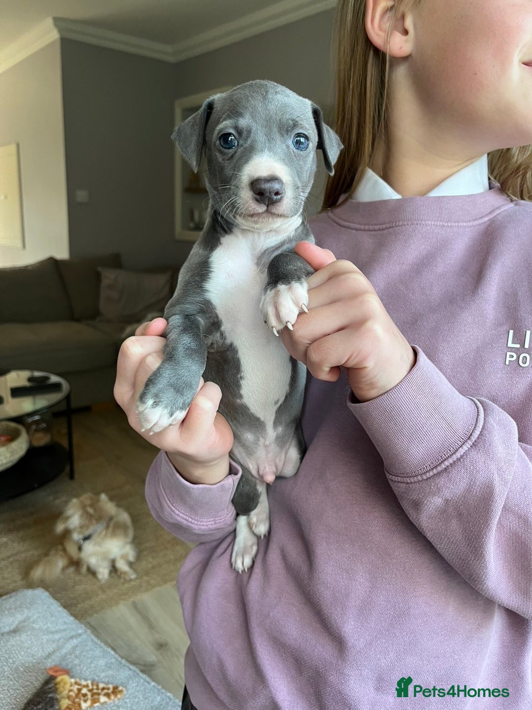 Italian Greyhound dogs for sale: 🐾kc registered Italian greyhound puppies 🐾 - Image 14