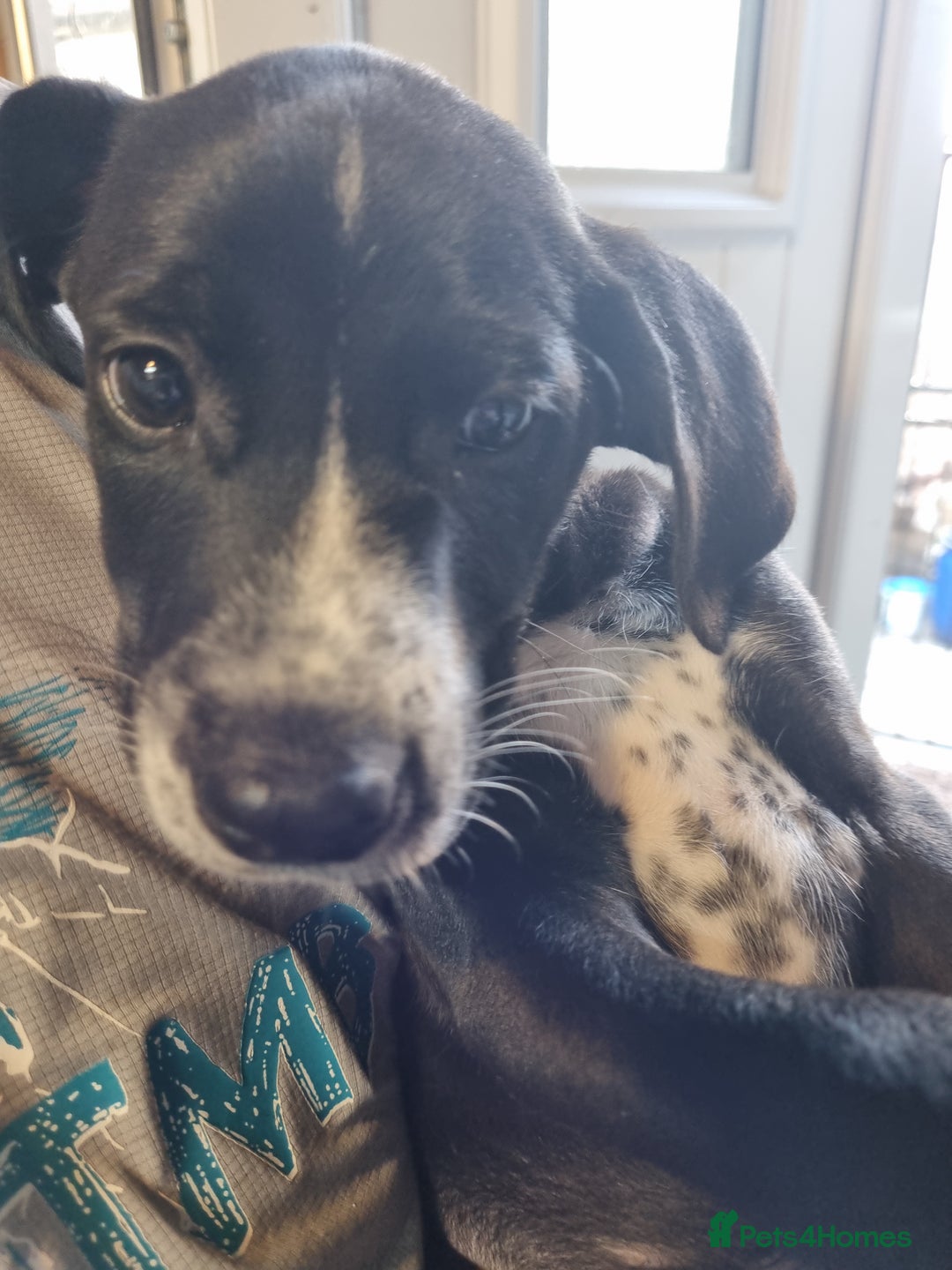Mixed Breed dogs for sale: Mixed-Breed Puppies Ready for Their Forever Homes! - Image 6