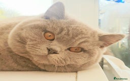 British Shorthair cats for sale: Top Quality British Shorthair kittens  - Image 2