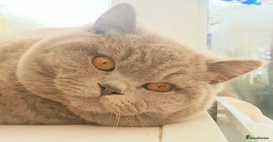 British Shorthair cats - Advert 15