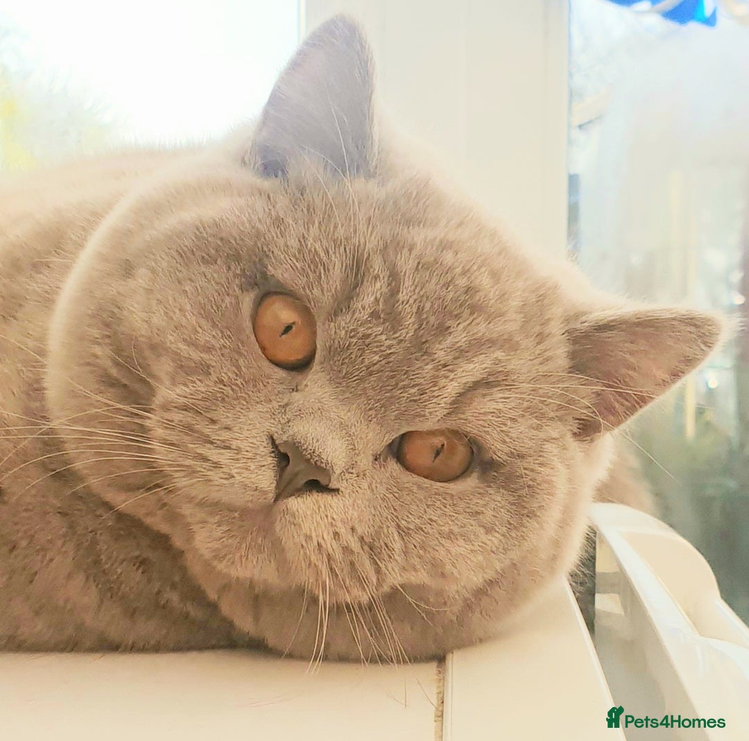 British Shorthair cats for sale: Top Quality British Shorthair kittens  - Image 2