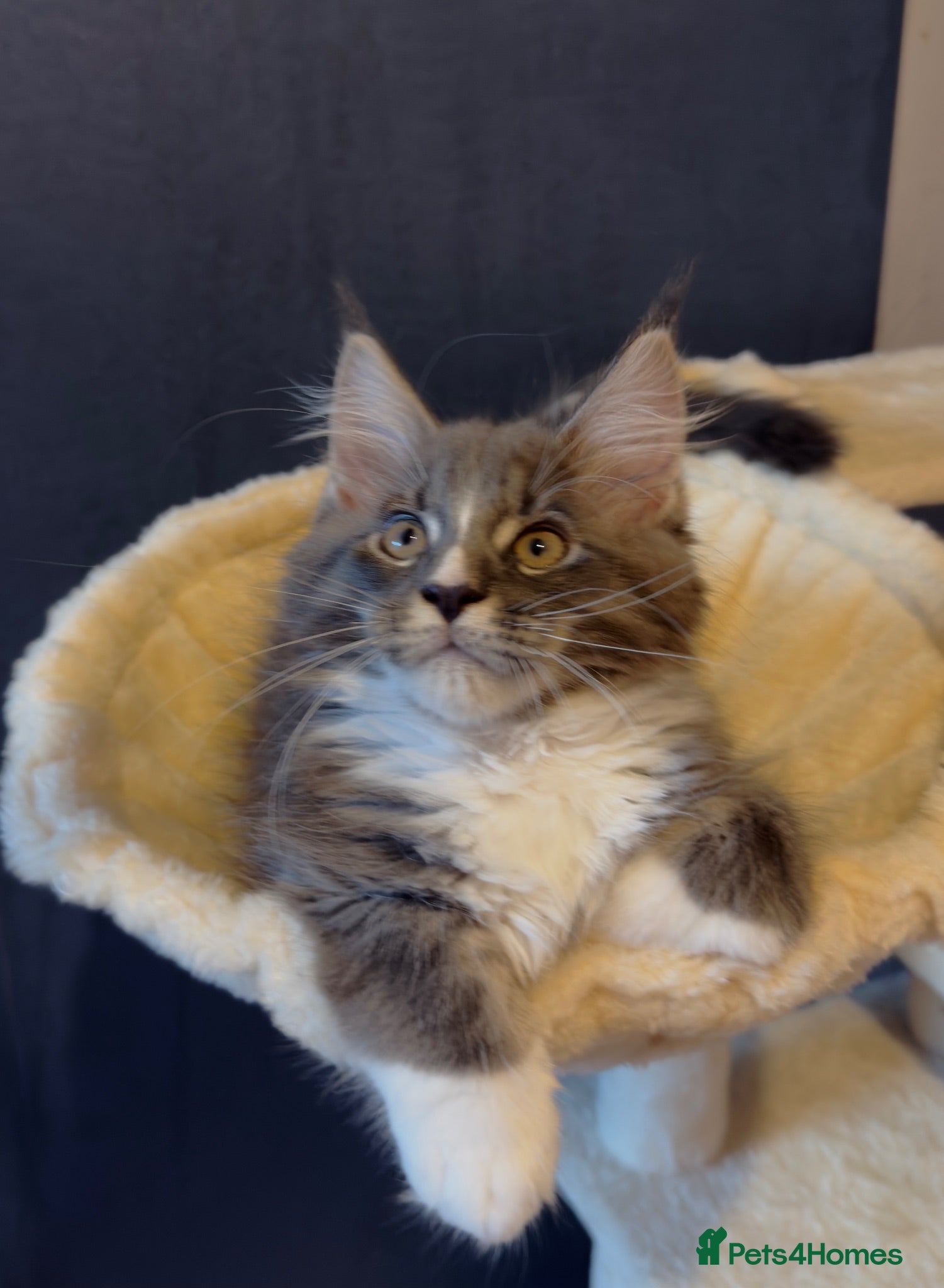 Maine Coon cats Licensed XXL Maine Coon kittens - Advert 1