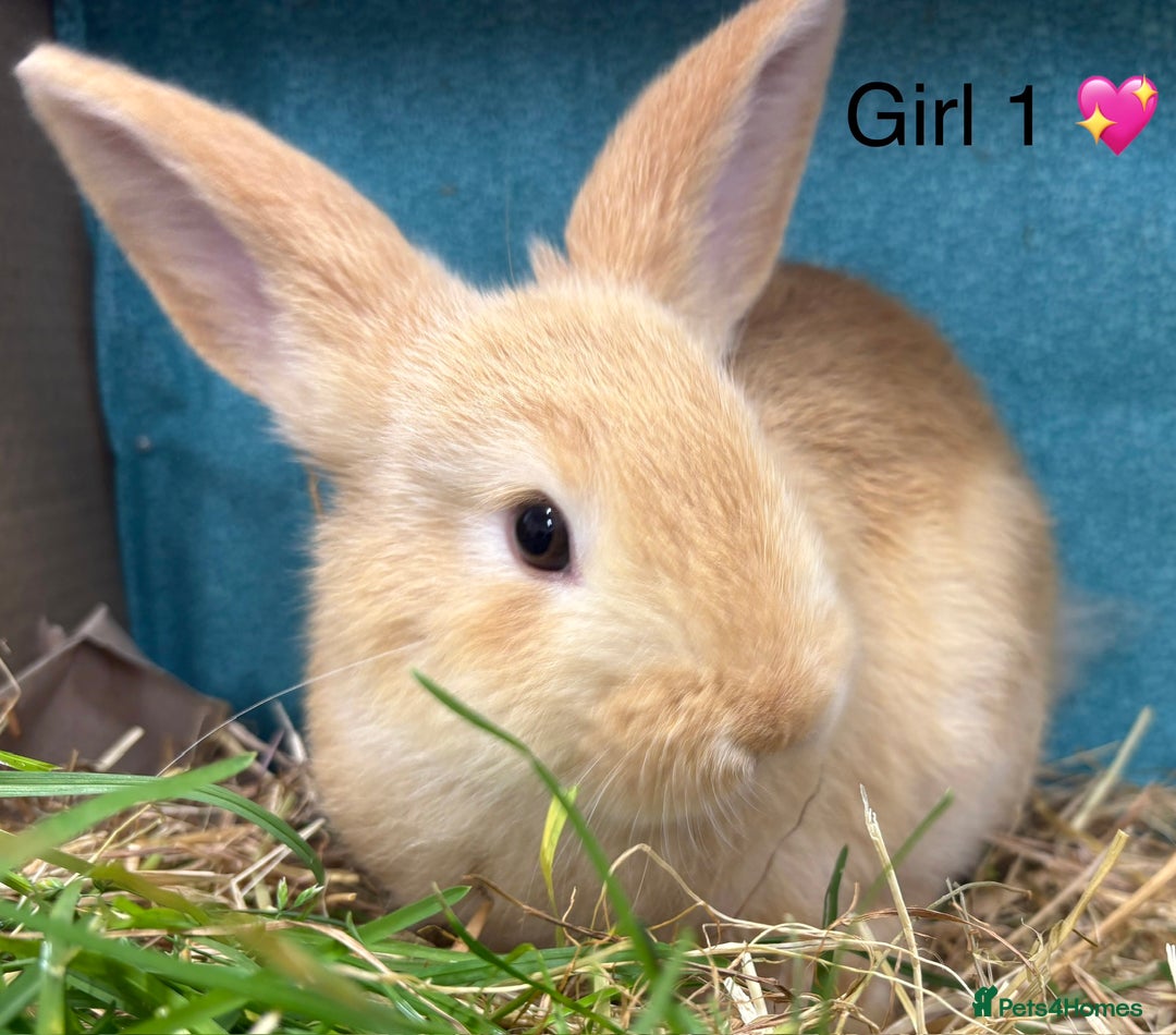 Dwarf Lop rabbits for sale: Dwarf lops ready for forever homes 15th November  - Image 6