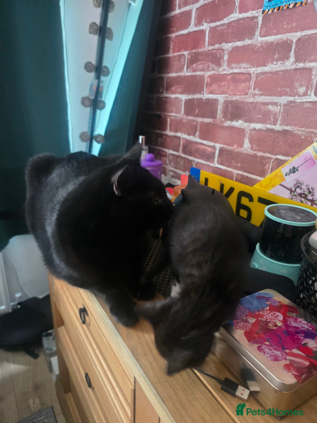Mixed Breed cats for sale: Kitten Lovely Boy 6 weeks old - Image 4