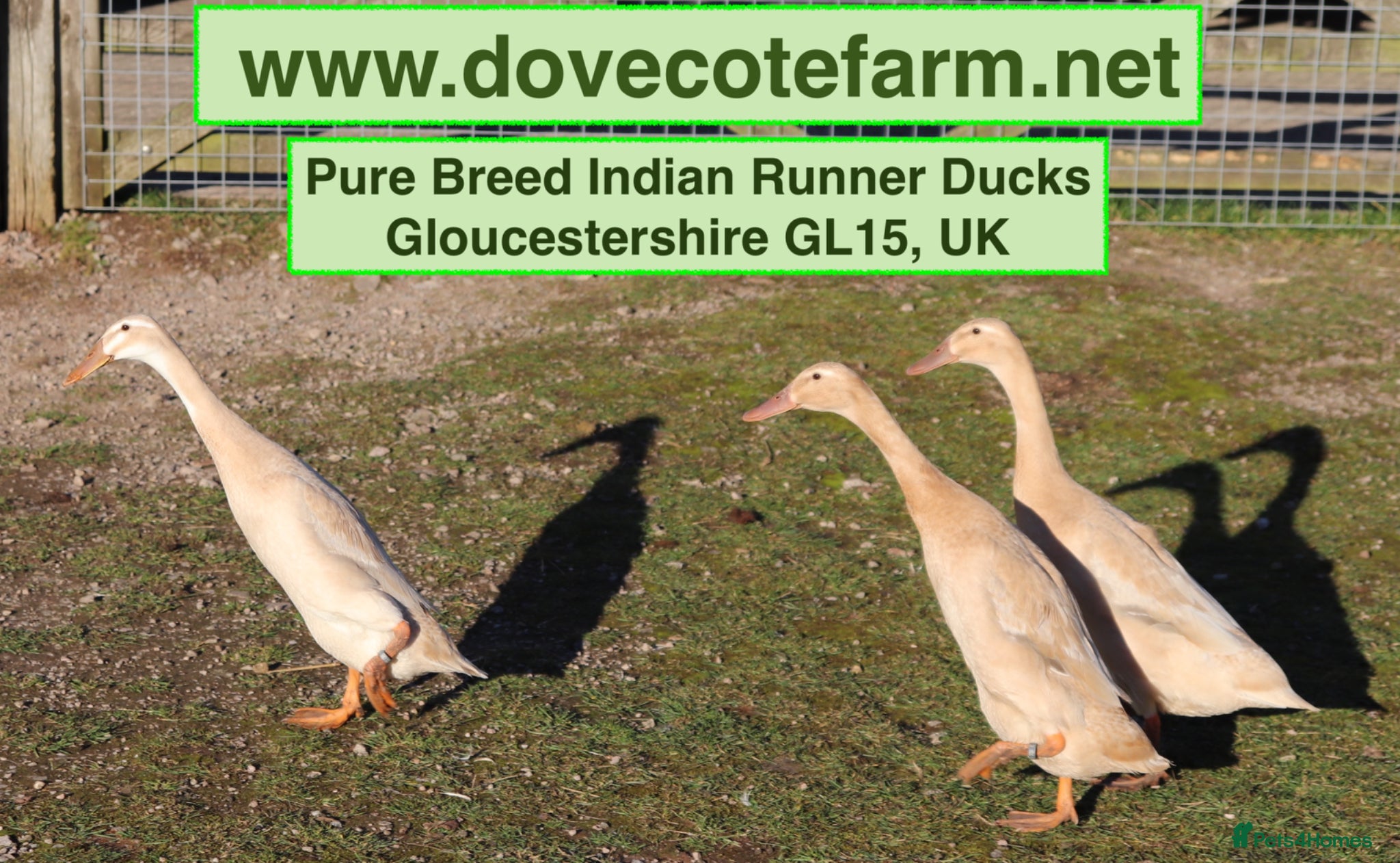 Ducks poultry for sale: PURE BREED INDIAN RUNNER DUCKLINGS - Advert 1