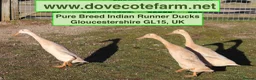 Ducks poultry for sale: PURE BREED INDIAN RUNNER DUCKLINGS - Advert 1