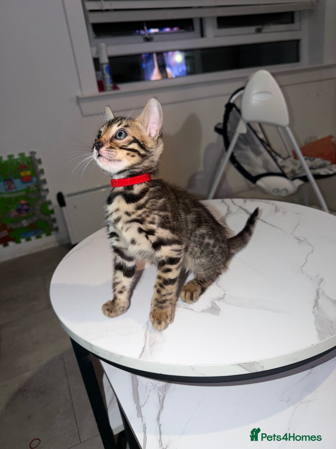 Bengal cats for sale: Bengal Male Kittens Available 🐾  - Advert 11