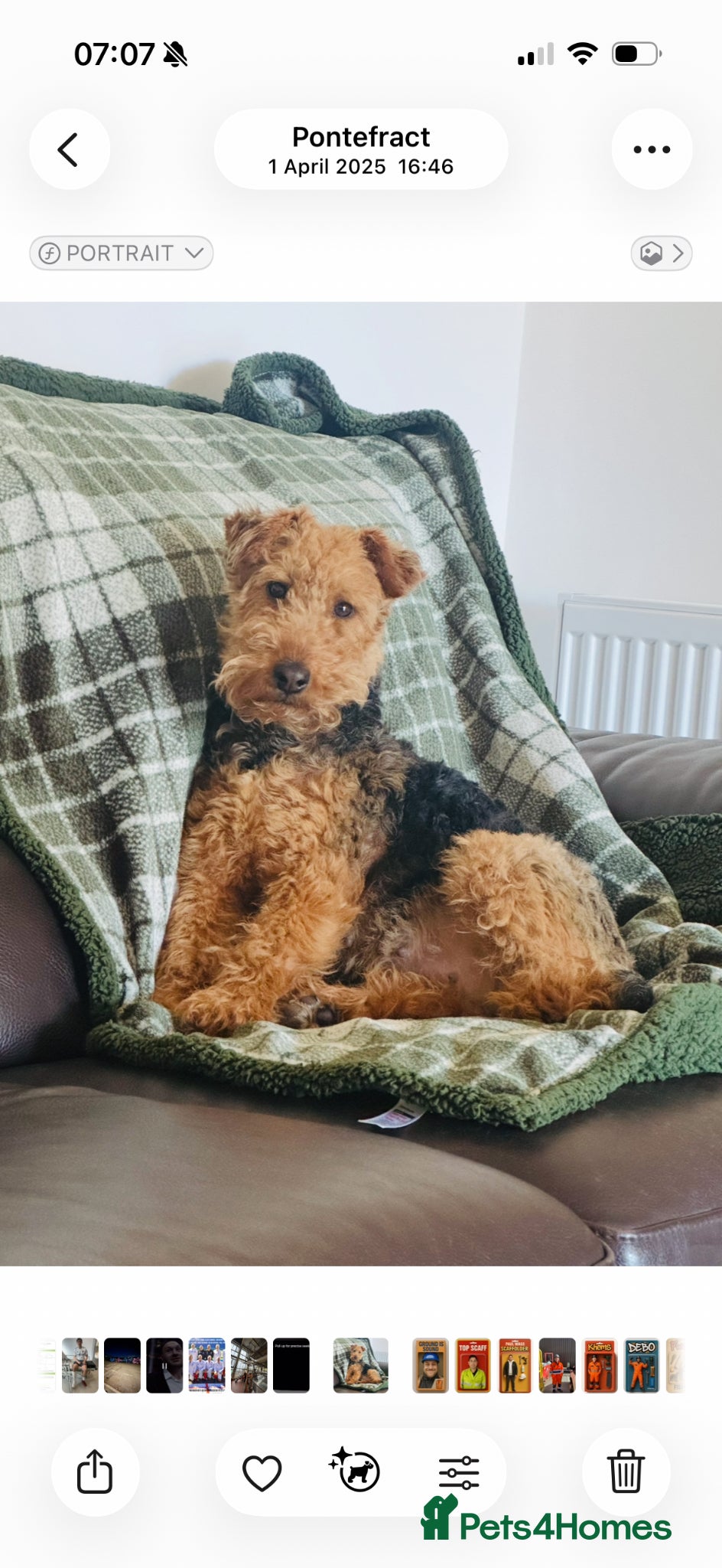 Welsh Terrier dogs Welsh terrier puppies - Advert 7