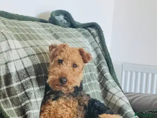 Welsh Terrier dogs Welsh terrier puppies - Advert 7