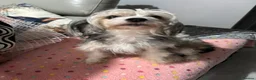 Chinese Crested dogs for sale: xX Chinese crested pups Xx - Advert 13