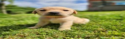 Labrador Retriever dogs for sale: Quality KC Fox Red Labradors  - Advert 8