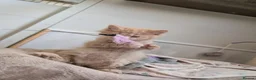 Maine Coon cats for sale: Stunning Tica pedigree boy kitten.  - Advert 12