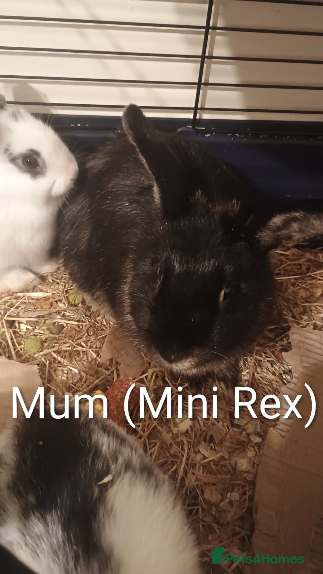Rex rabbits for sale: 8 week old half mini lop half mini rex - Image 8
