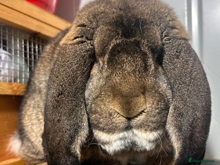 French Lop rabbits French lops - Advert 6