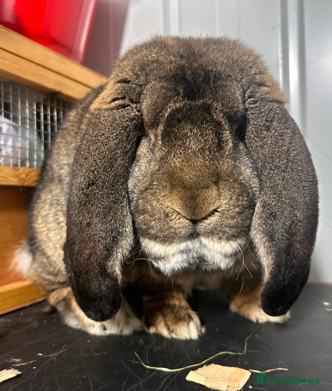 French Lop rabbits for sale: French lops - Advert 1