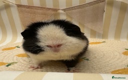 Guinea Pig rodents for sale: Teddy guinea pigs  - Image 14
