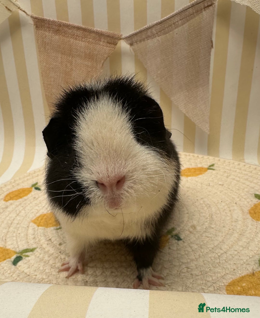 Guinea Pig rodents for sale: Teddy guinea pigs  - Image 14