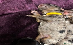 Cavapoo dogs for sale: 2 cavapoos left from a stunning litter - Image 11