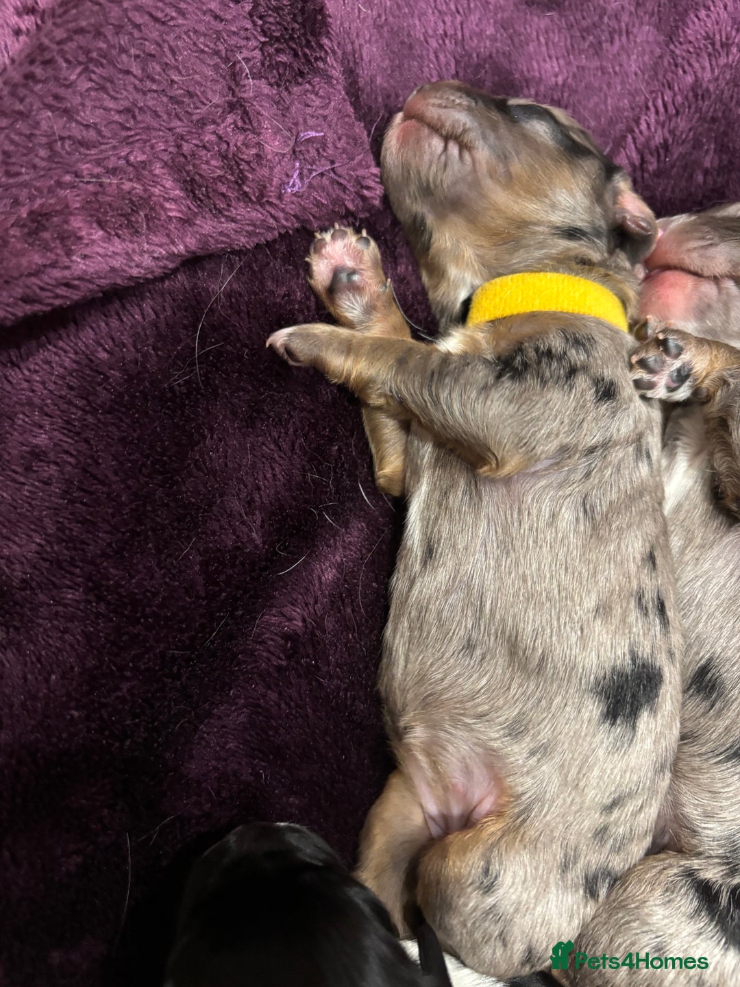 Cavapoo dogs for sale: 2 cavapoos left from a stunning litter - Image 11