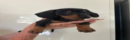 Dachshund dogs for sale: 2 black & tan Dachshund puppy’s READY NOW   - Advert 9