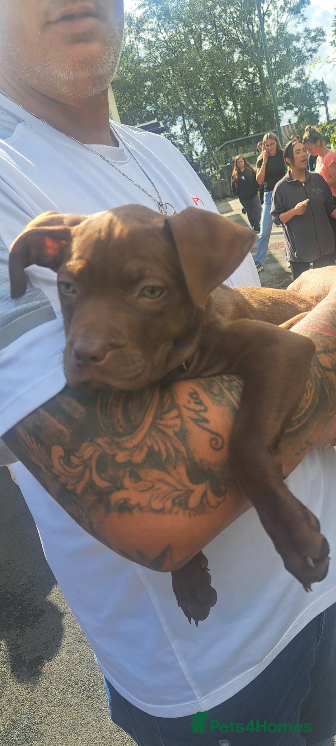 Staffordshire Bull Terrier dogs for sale: Bella - Image 3