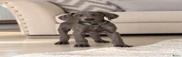 Weimaraner dogs for sale: ✨💗 KC REGISTERED WEIMARANER PUPPIES AVAILABLE 💗✨ - Advert 1