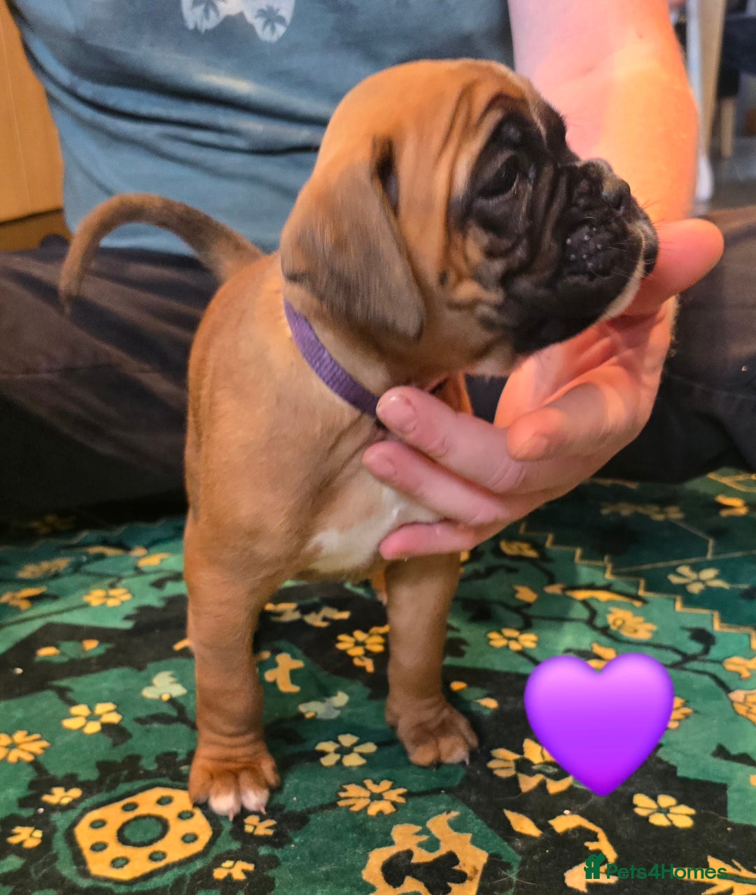 Boxer dogs for sale: 4 KC REG - COI 0% - Multi Champion Bloodline Pups - Image 4