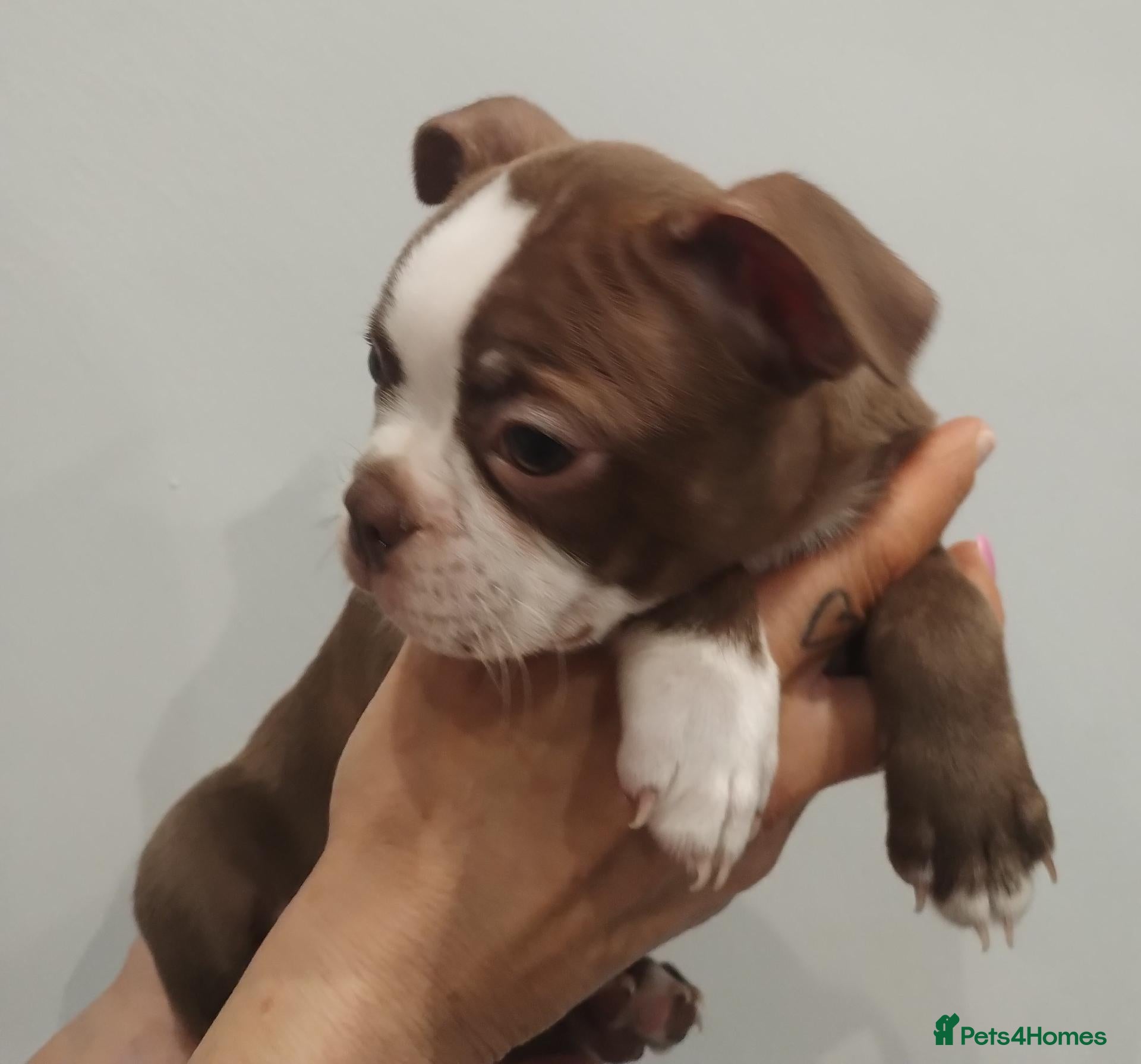 Boston Terrier dogs £1400 KC reg Boston terrier female pup - Advert 1